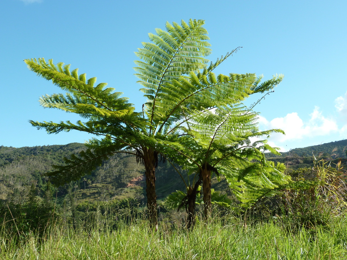 Picture New Caledonia 2010-05 100 - Rental New Caledonia