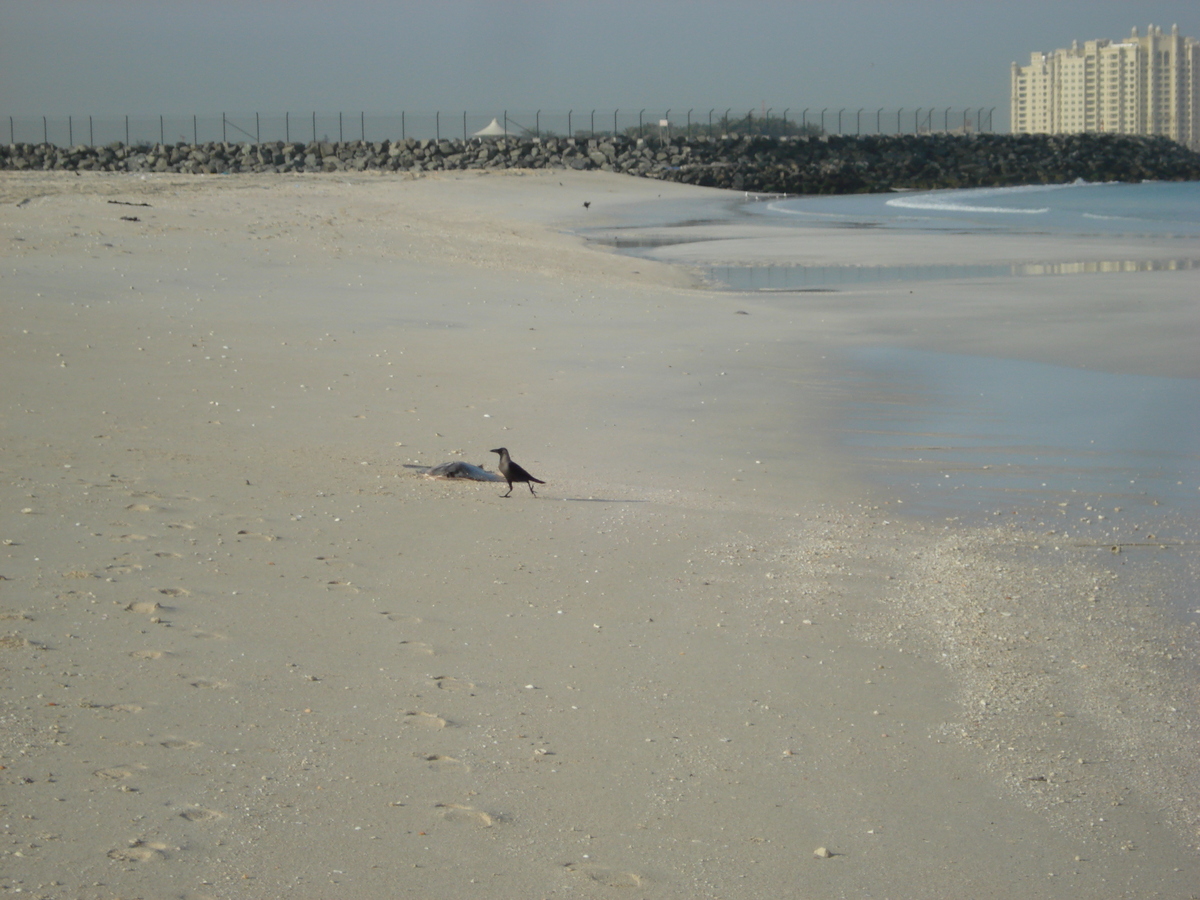 Picture United Arab Emirates Dubai Jumeirah Beach 2007-03 33 - Spring Jumeirah Beach