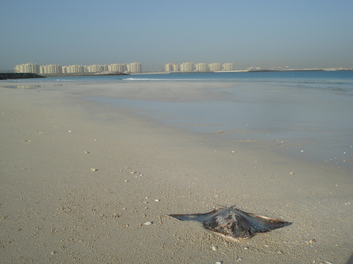 Picture United Arab Emirates Dubai Jumeirah Beach 2007-03 21 - Saving Jumeirah Beach