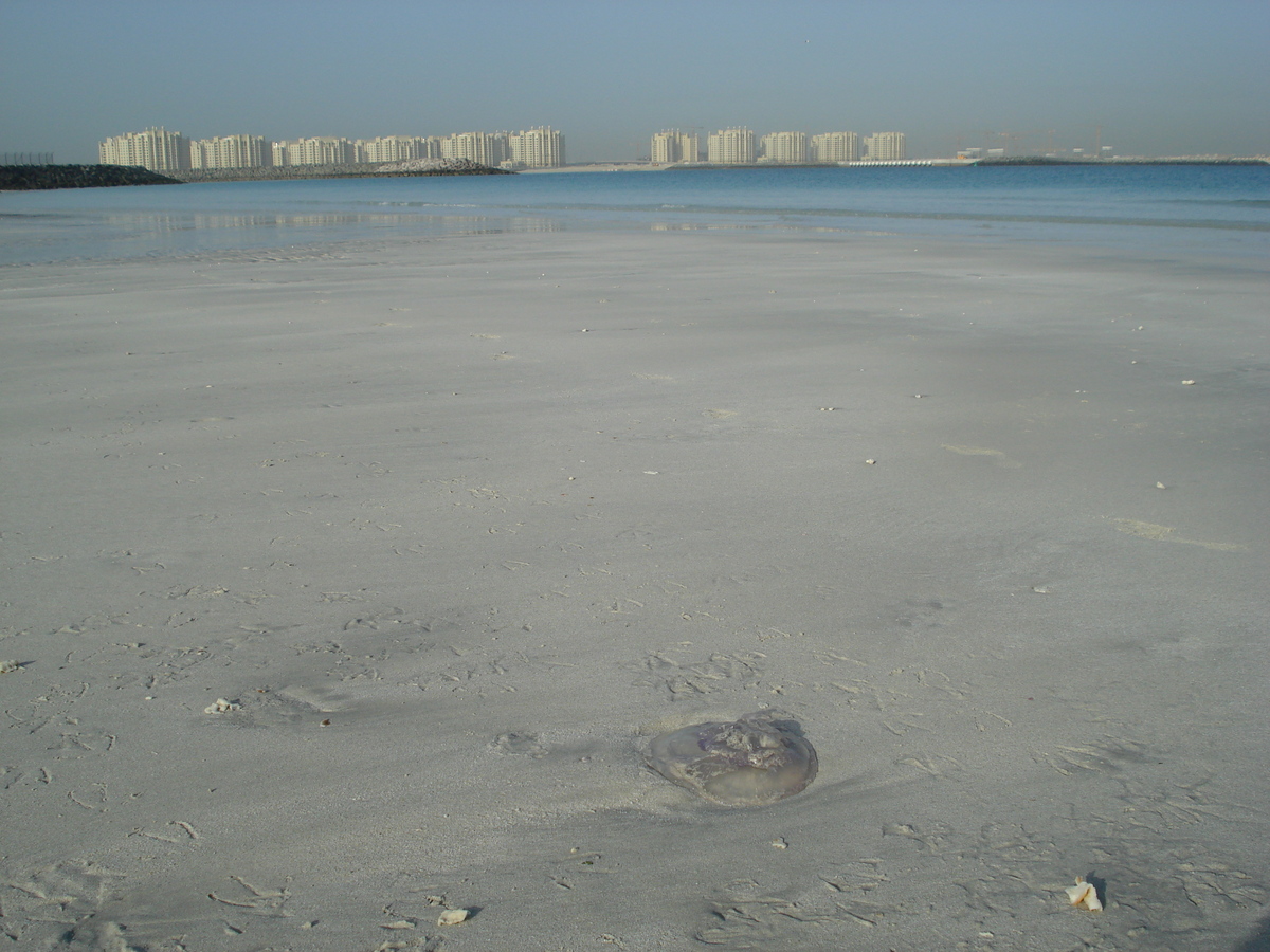 Picture United Arab Emirates Dubai Jumeirah Beach 2007-03 16 - Restaurants Jumeirah Beach