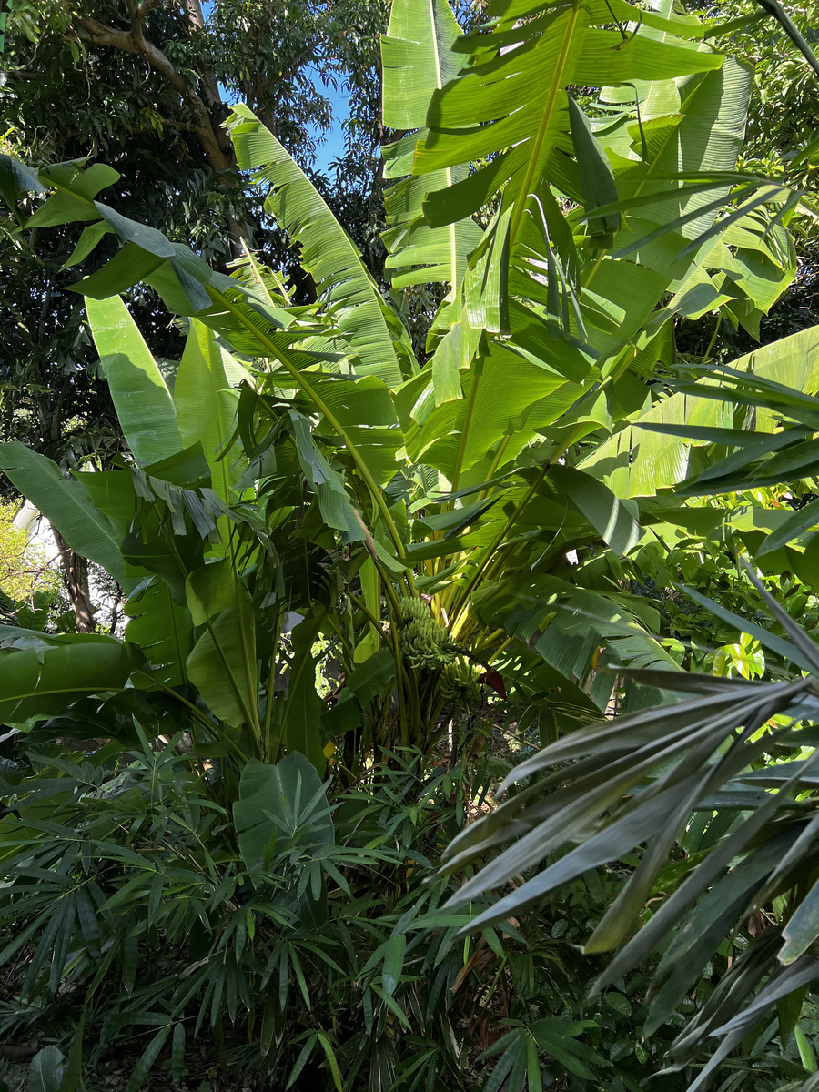 Picture Thailand Phuket Kata Beach Kata Garden Resort 2021-12 18 - City View Kata Garden Resort