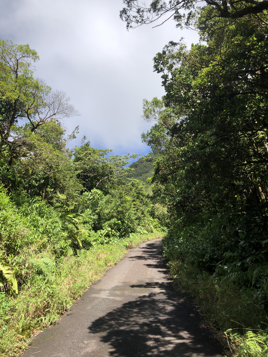 Picture Guadeloupe La Grande Soufriere 2021-02 72 - To see La Grande Soufriere