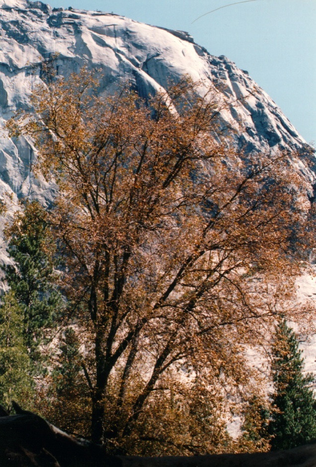 Picture United States Yosemite National Park 1992-08 8 - City View Yosemite National Park