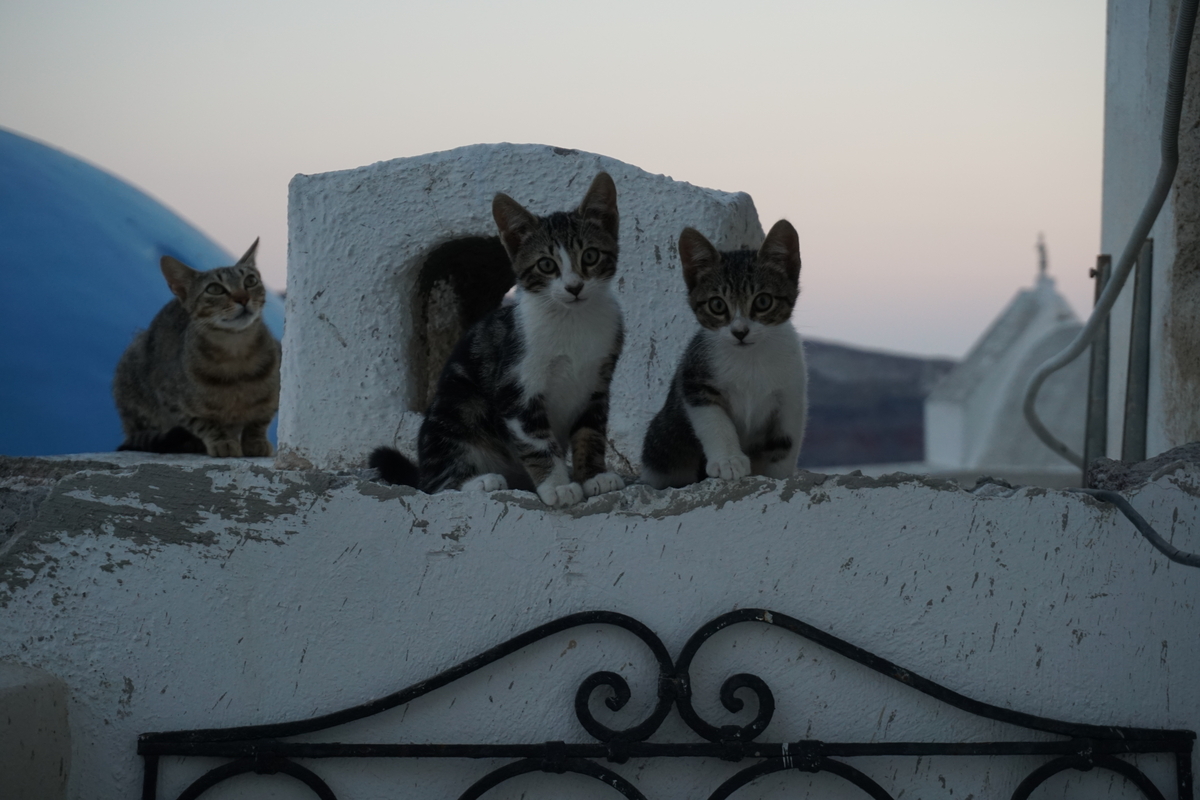 Picture Greece Santorini Oia cave house 2016-07 12 - Hot Season Oia cave house