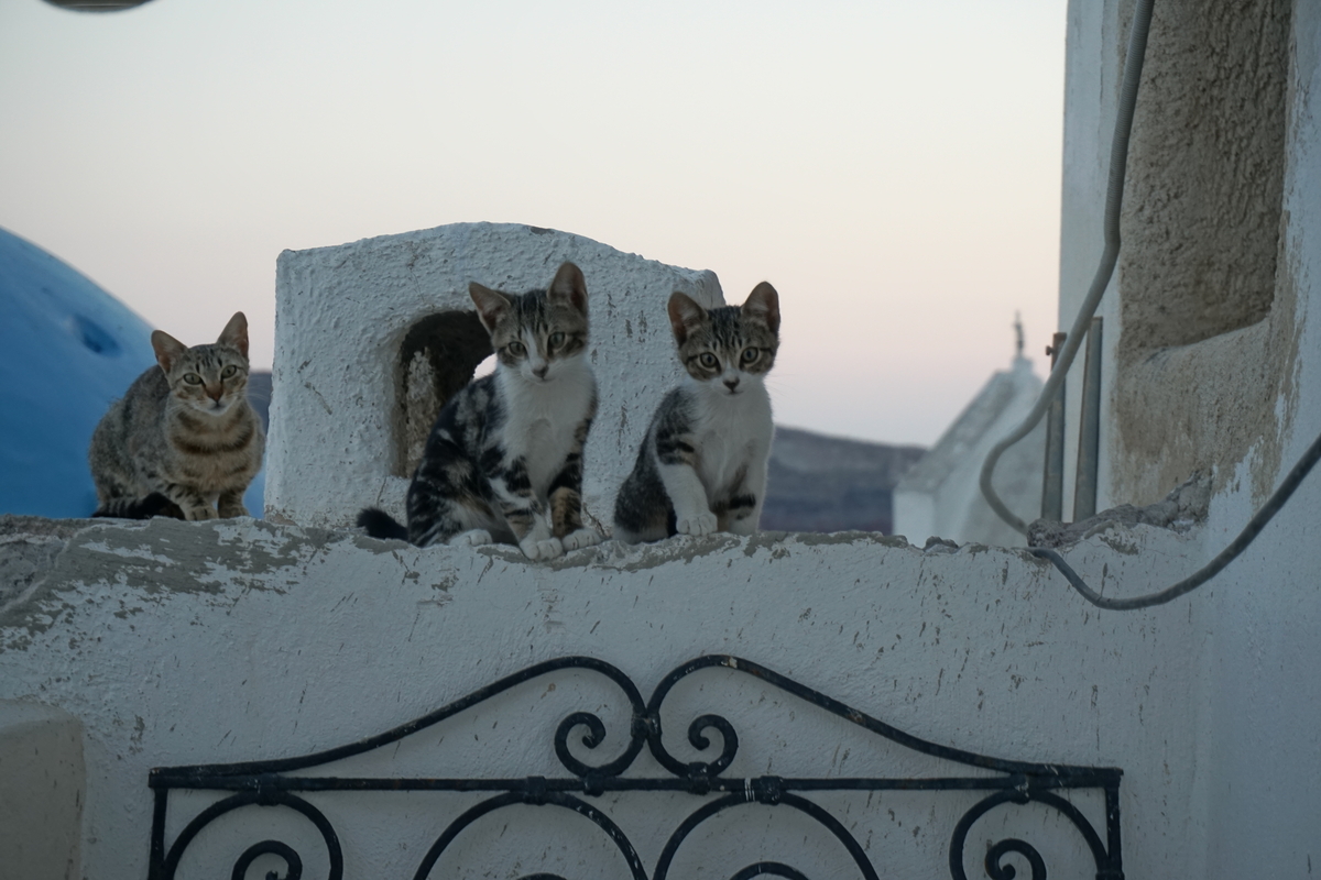 Picture Greece Santorini 2016-07 82 - French Restaurant Santorini