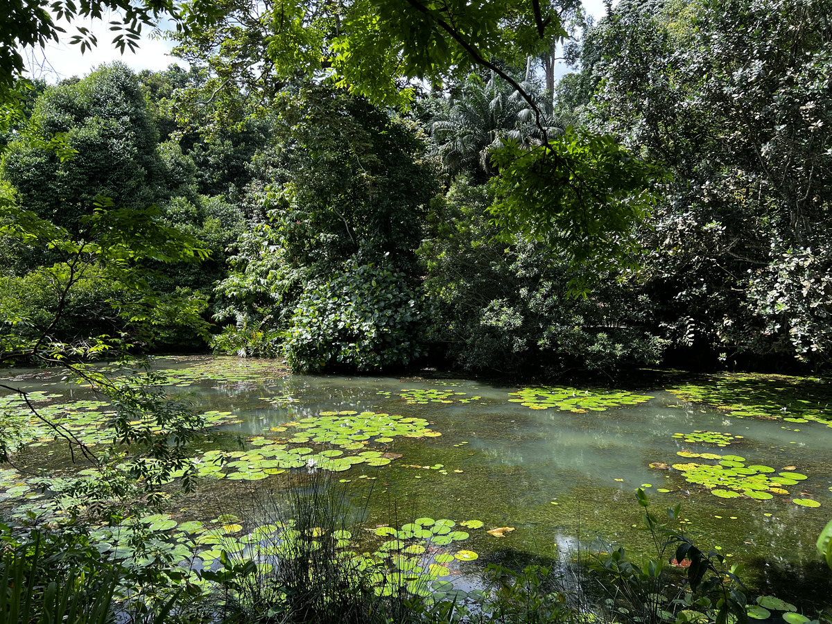 Picture Singapore Singapore Botanic Gardens 2023-01 6 - Savings Singapore Botanic Gardens