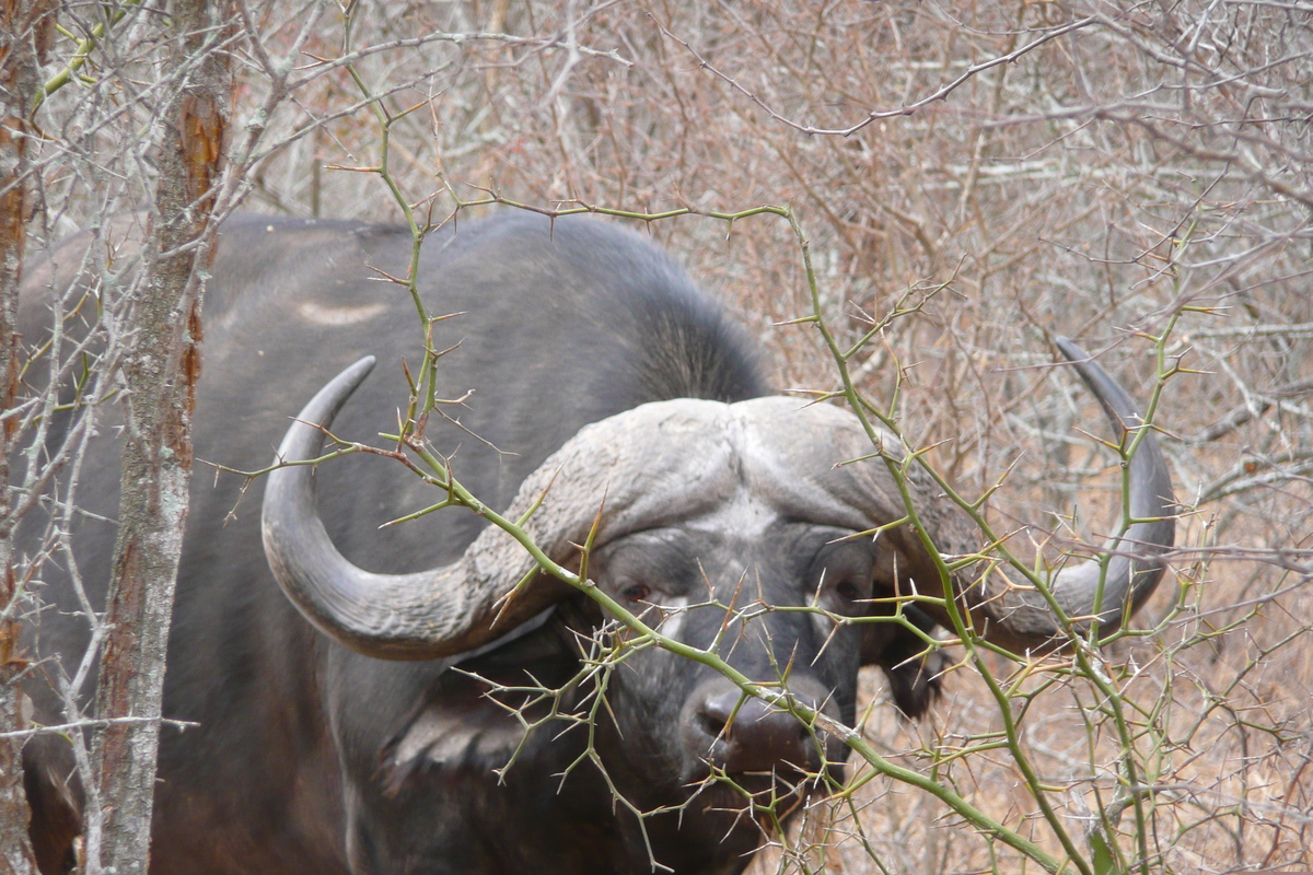 Picture South Africa Kruger National Park Sable River 2008-09 2 - Transport Sable River