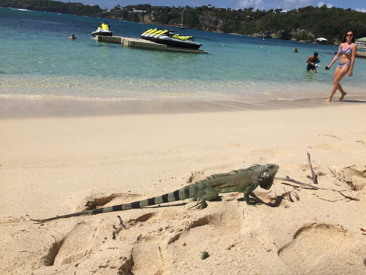 Picture Guadeloupe La Caravelle Beach 2021-02 59 - Restaurant La Caravelle Beach