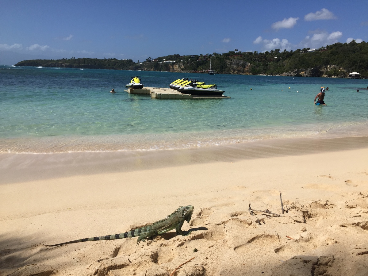 Picture Guadeloupe La Caravelle Beach 2021-02 75 - Hotel Pools La Caravelle Beach