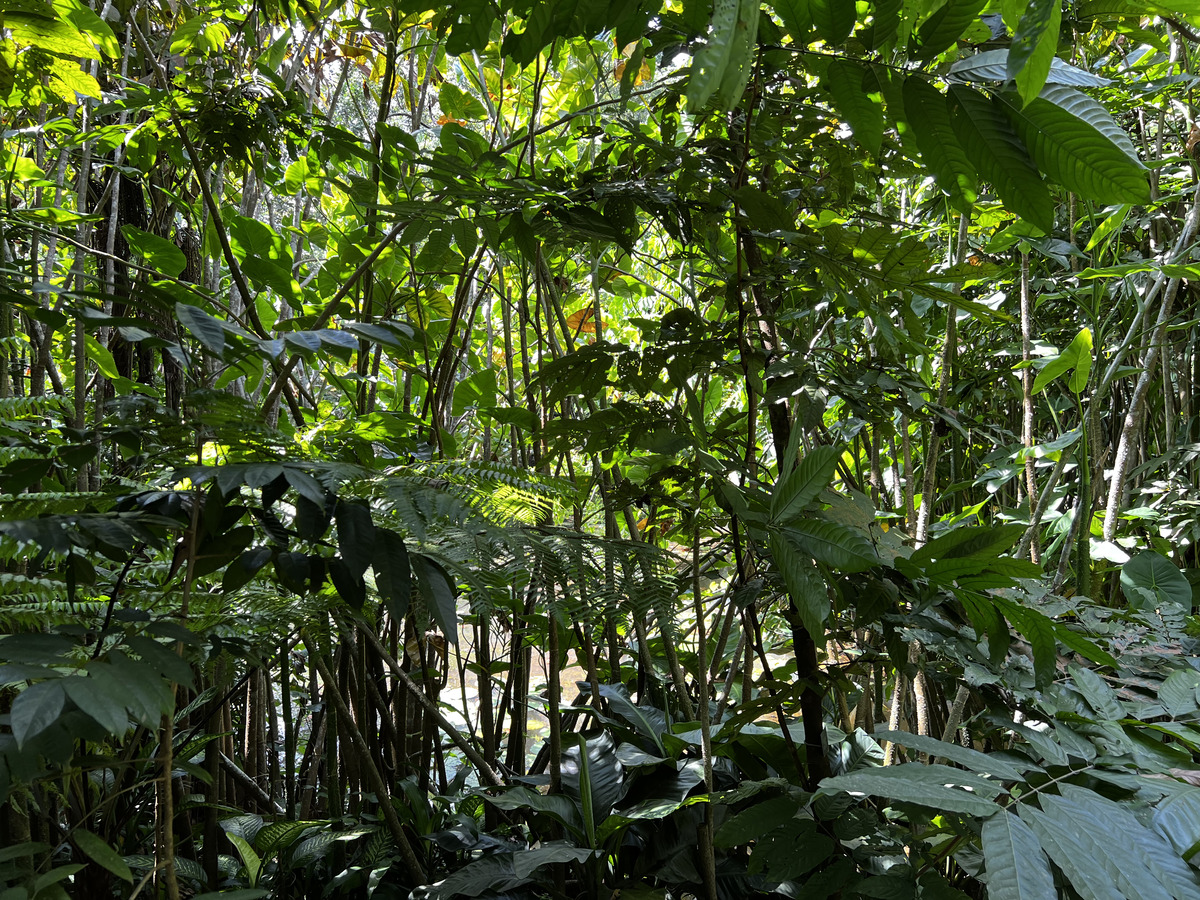 Picture Singapore Singapore Botanic Gardens 2023-01 30 - Hotel Pool Singapore Botanic Gardens