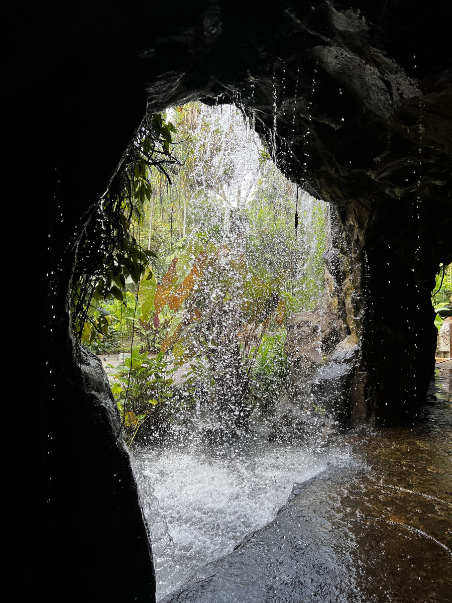 Picture Singapore Singapore Botanic Gardens 2023-01 54 - Cost Singapore Botanic Gardens