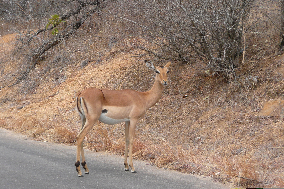 Picture South Africa Kruger National Park 2008-09 190 - Street Kruger National Park