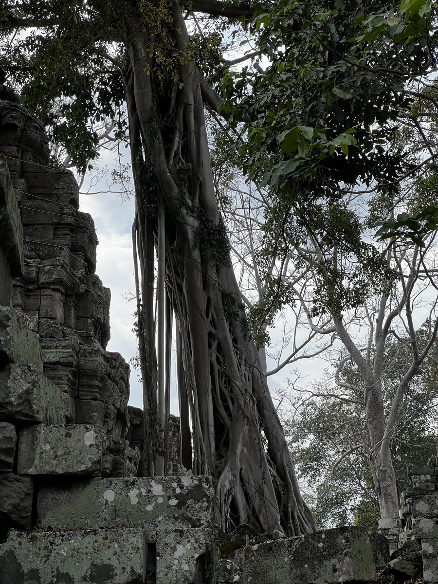 Picture Cambodia Siem Reap Ta Prohm 2023-01 138 - Sauna Ta Prohm