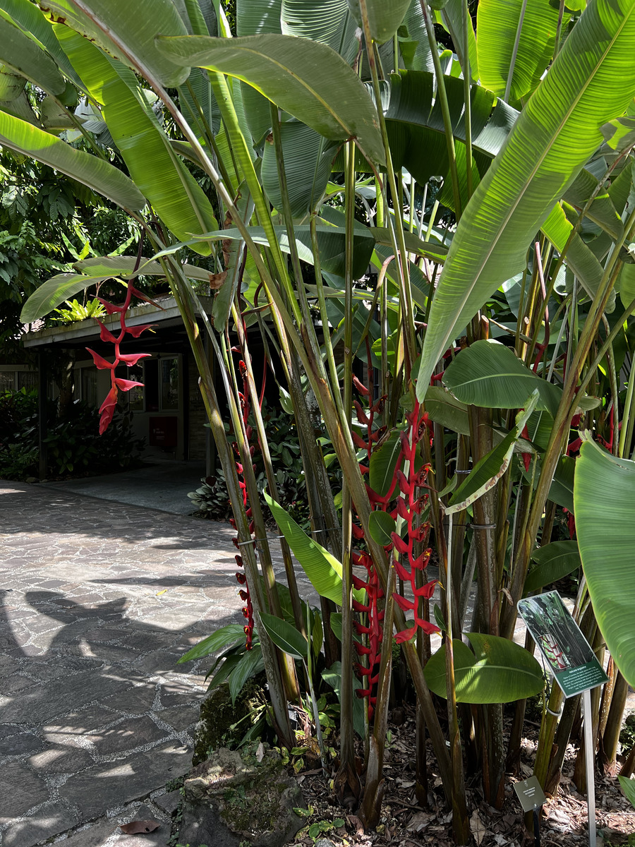 Picture Singapore Singapore Botanic Gardens 2023-01 84 - Transport Singapore Botanic Gardens