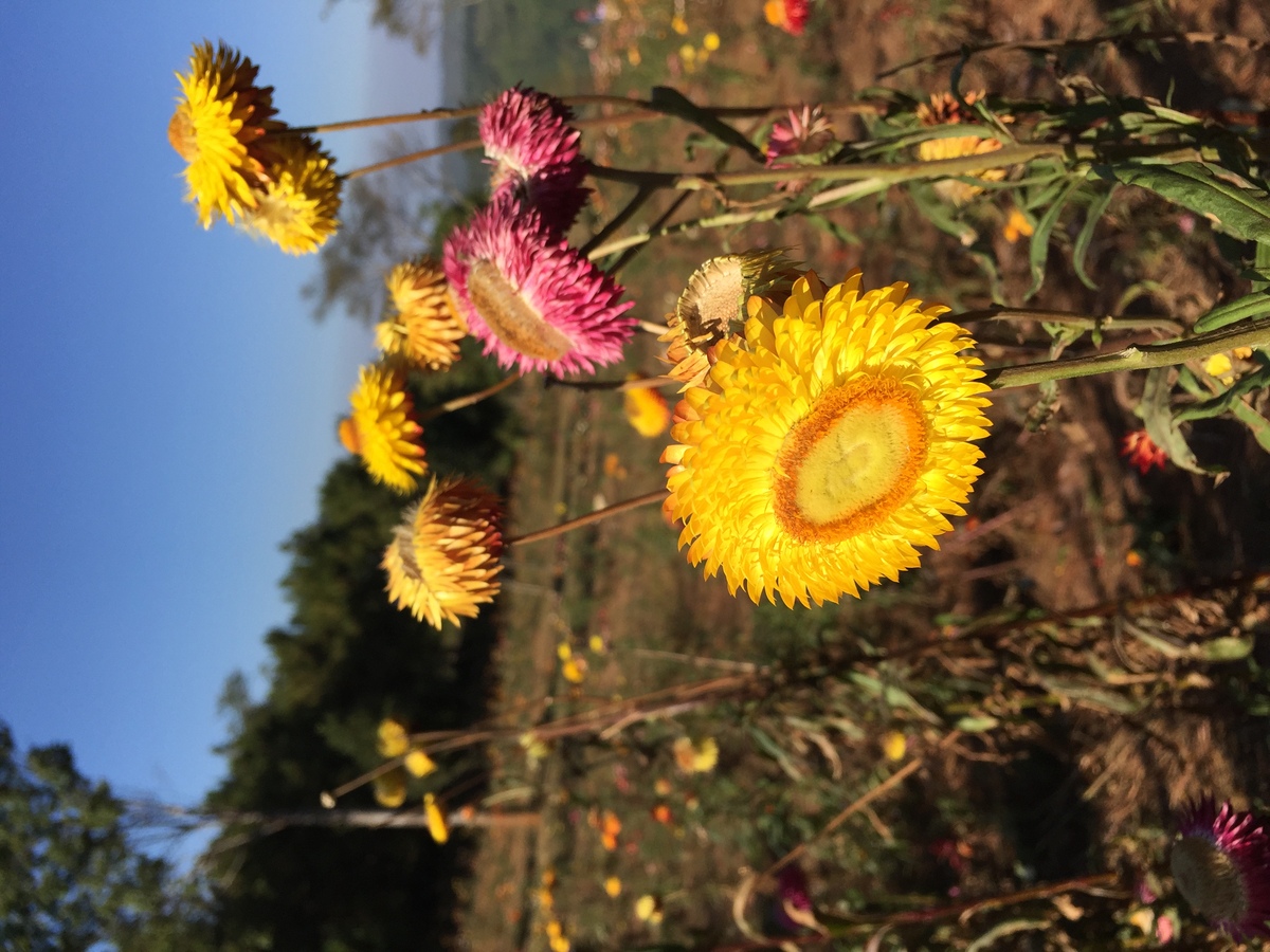 Picture Thailand Phu Hin Rong Kla National Park 2014-12 7 - Resorts Phu Hin Rong Kla National Park