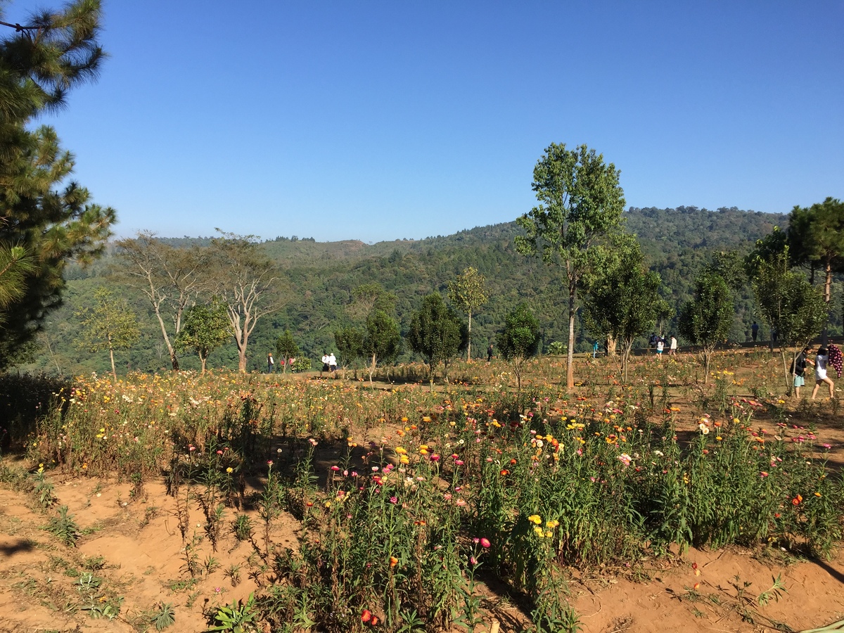 Picture Thailand Phu Hin Rong Kla National Park 2014-12 49 - Rain Season Phu Hin Rong Kla National Park