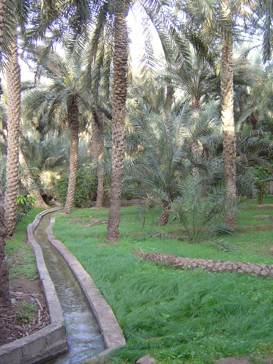 Picture United Arab Emirates Al Ain Al Ain Oasis 2005-03 37 - Rain Season Al Ain Oasis