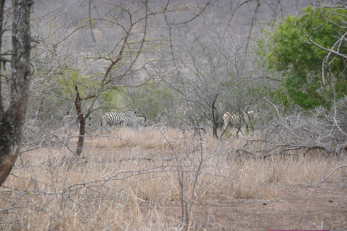 Picture South Africa Kruger National Park Mpondo 2008-09 3 - SPA Mpondo