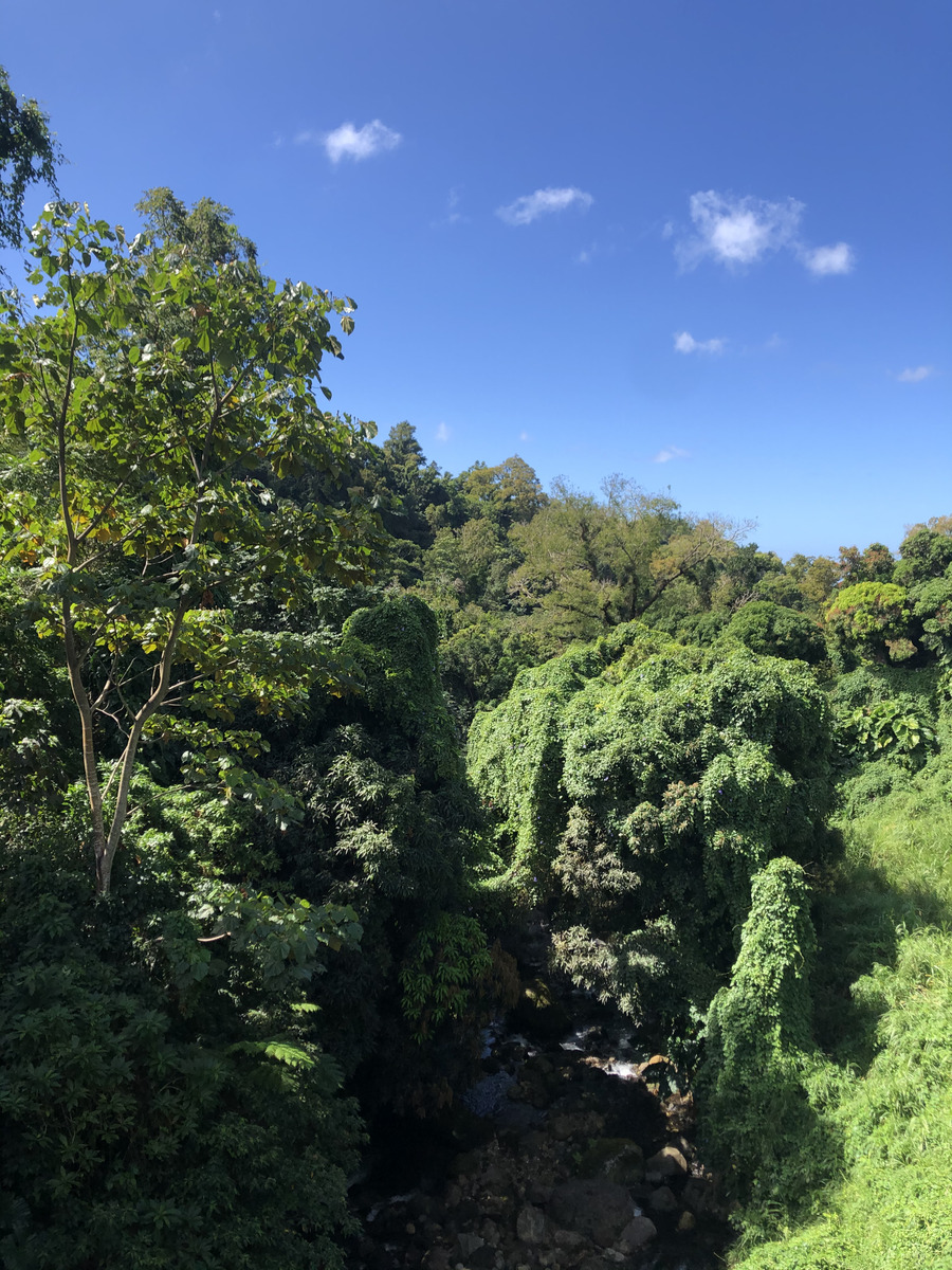 Picture Guadeloupe La Grande Soufriere 2021-02 33 - Lands La Grande Soufriere