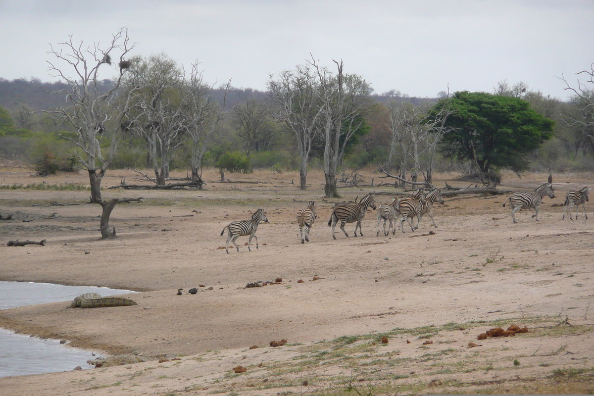 Picture South Africa Kruger National Park Mpondo 2008-09 5 - Walking Street Mpondo