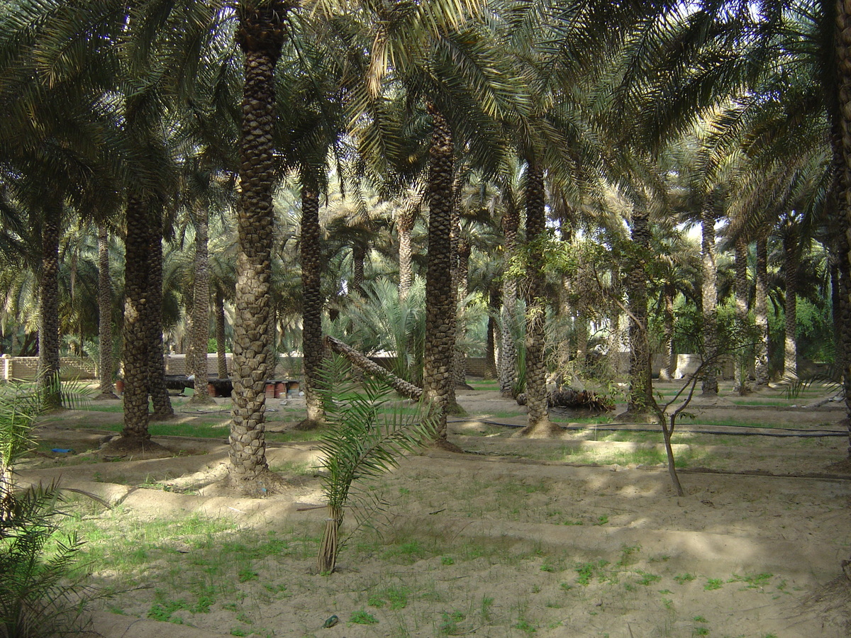 Picture United Arab Emirates Al Ain Al Ain Oasis 2005-03 2 - Monument Al Ain Oasis