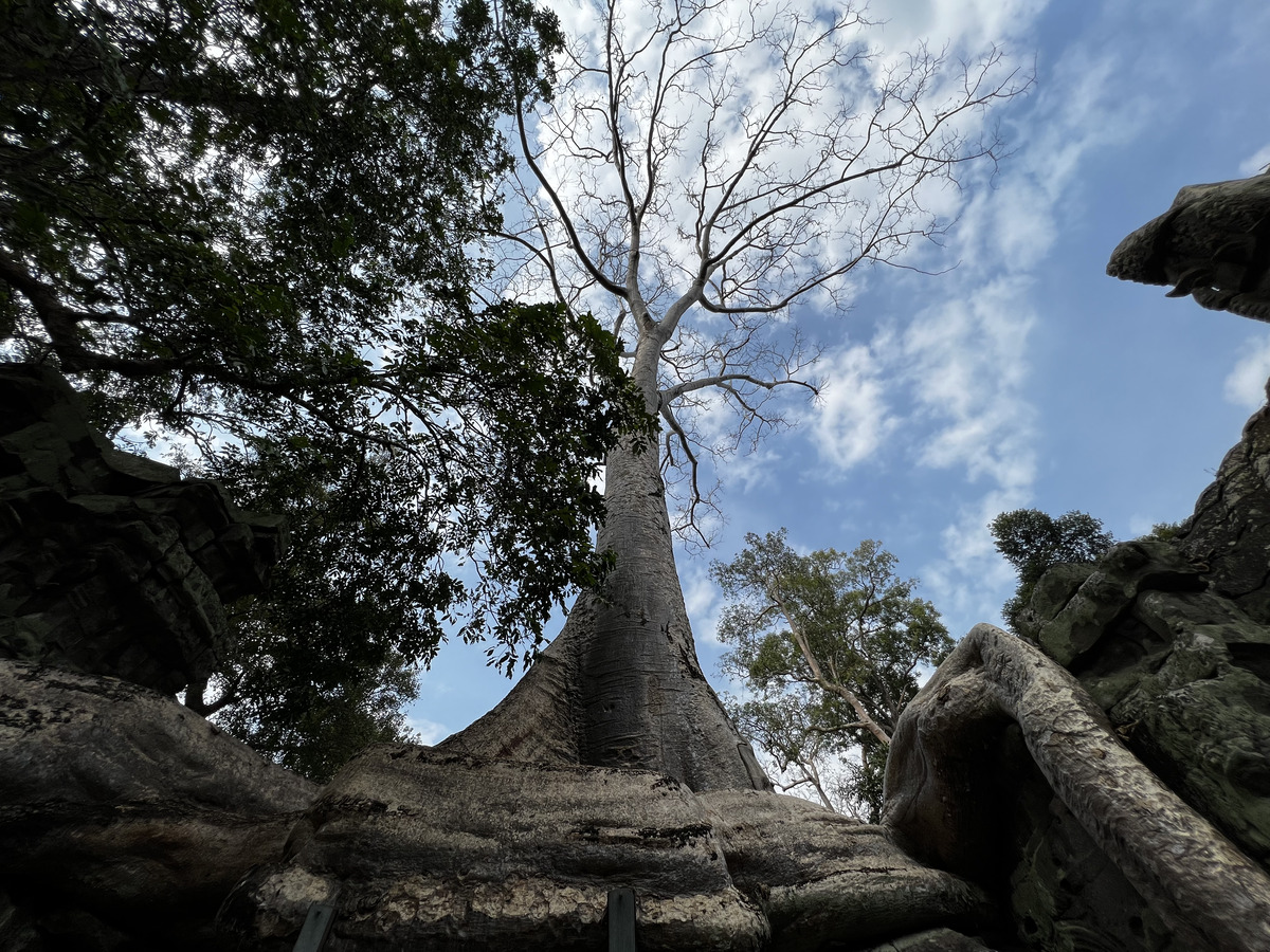 Picture Cambodia Siem Reap Ta Prohm 2023-01 92 - Night Ta Prohm