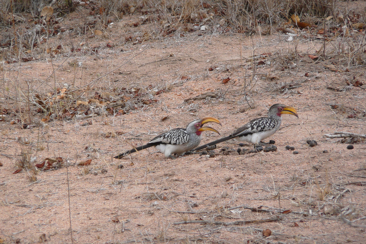 Picture South Africa Kruger National Park Mpondo 2008-09 28 - Walking Street Mpondo