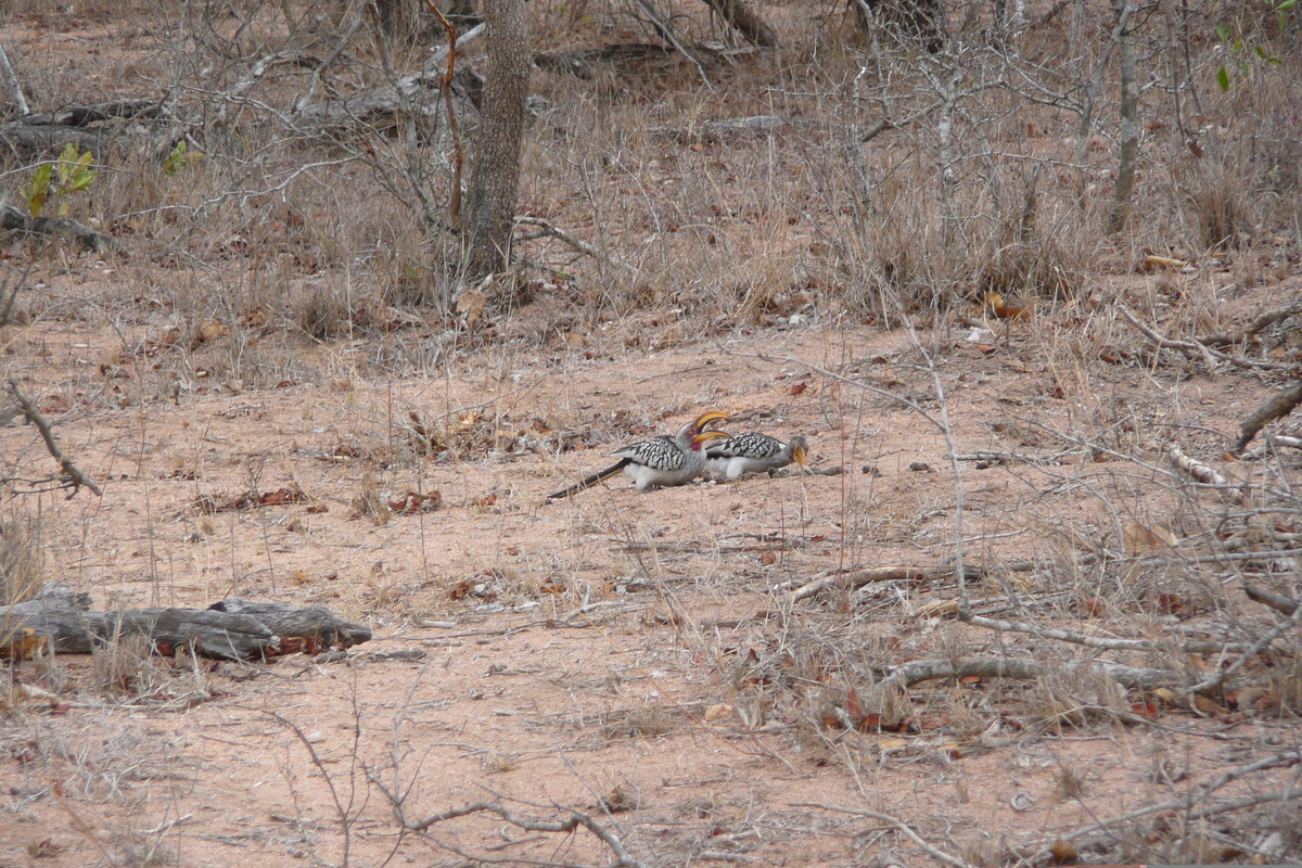 Picture South Africa Kruger National Park Mpondo 2008-09 37 - Walking Street Mpondo