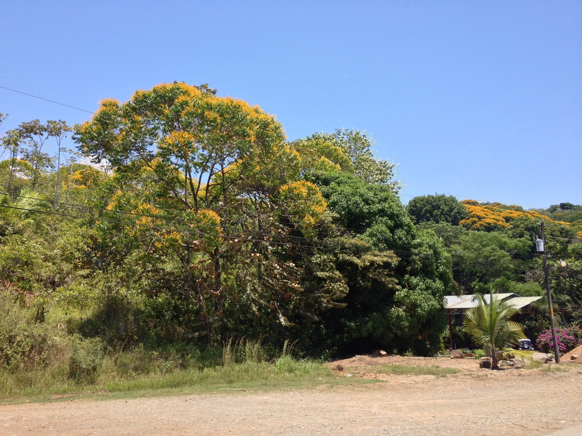 Picture Costa Rica Pacific Border 2015-03 11 - To see Pacific Border