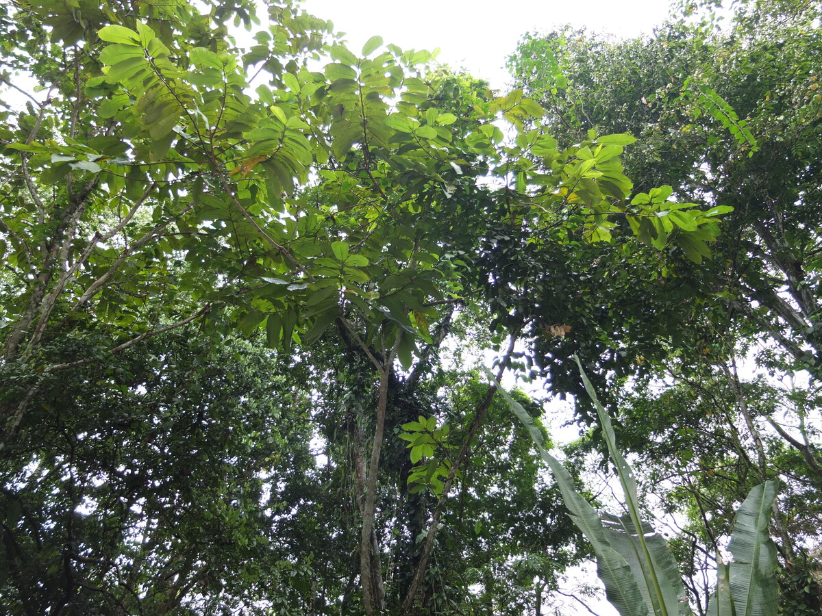 Picture Costa Rica Puerto Viejo de Talamanca 2015-03 34 - Rain Season Puerto Viejo de Talamanca