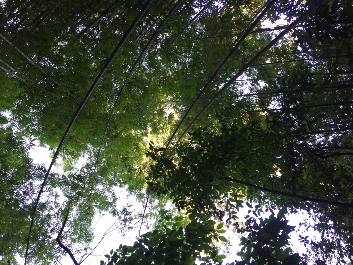 Picture Thailand Phu Hin Rong Kla National Park 2014-12 182 - Monument Phu Hin Rong Kla National Park