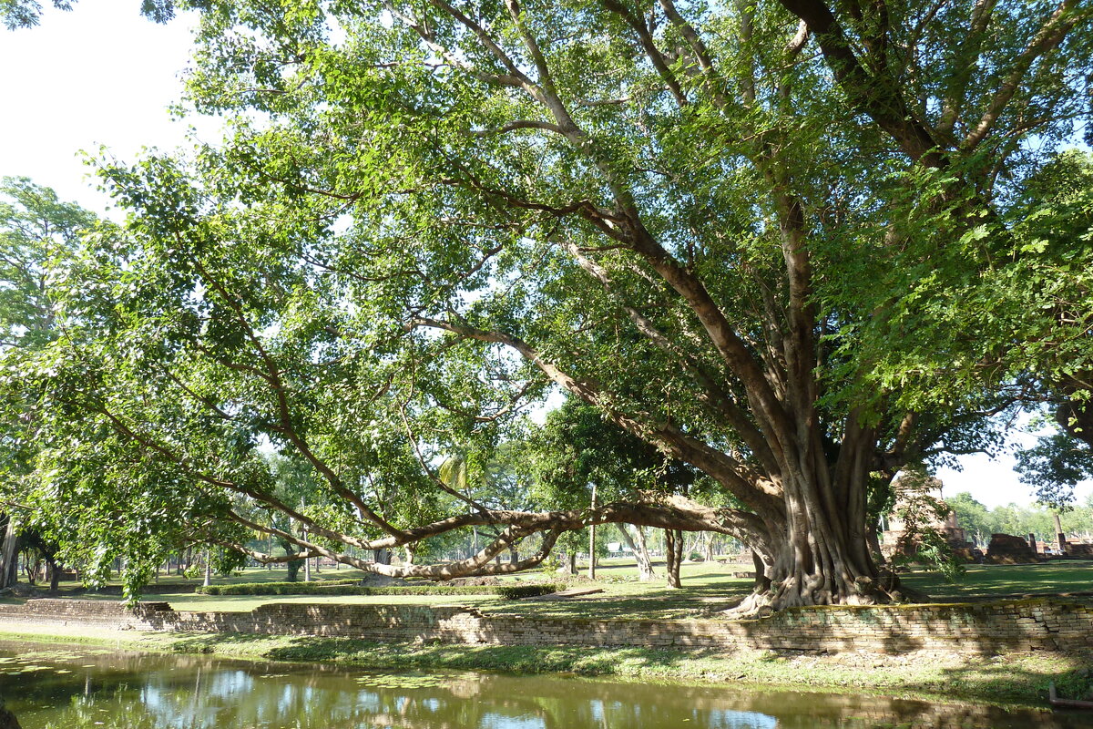 Picture Thailand Sukhothai 2010-12 58 - Lakes Sukhothai