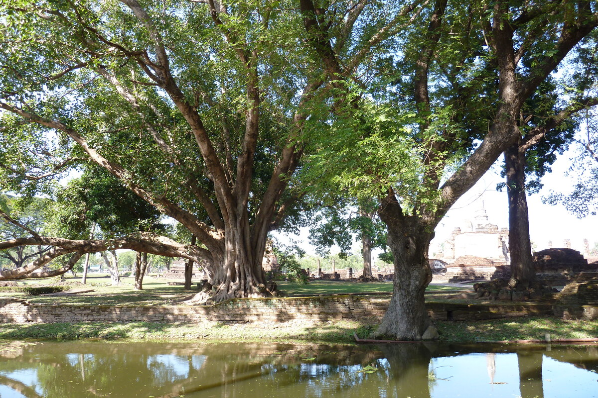 Picture Thailand Sukhothai 2010-12 94 - Rental Sukhothai