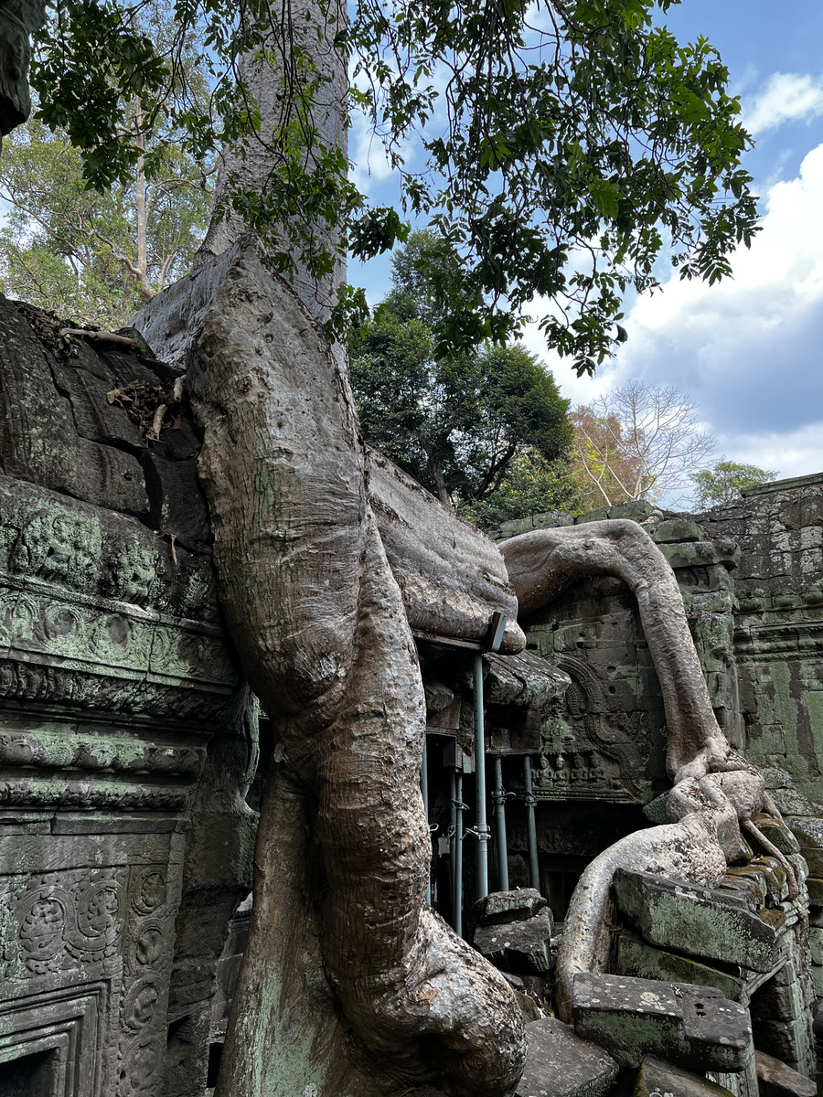 Picture Cambodia Siem Reap Ta Prohm 2023-01 64 - Savings Ta Prohm