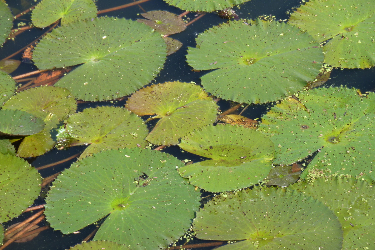 Picture Thailand Sukhothai 2010-12 57 - Lake Sukhothai