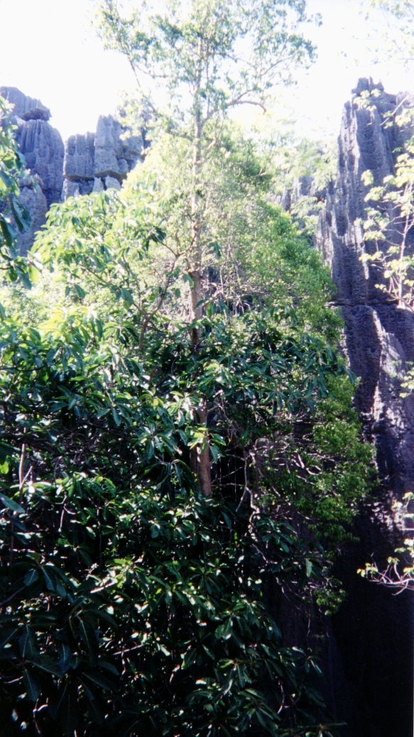 Picture Madagascar Tsingy 1999-10 9 - City View Tsingy