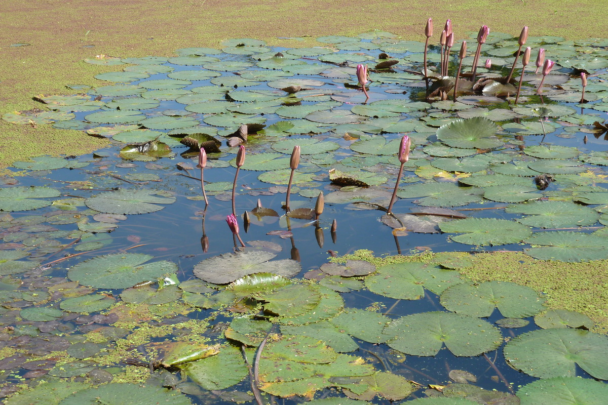 Picture Thailand Sukhothai 2010-12 71 - Lake Sukhothai