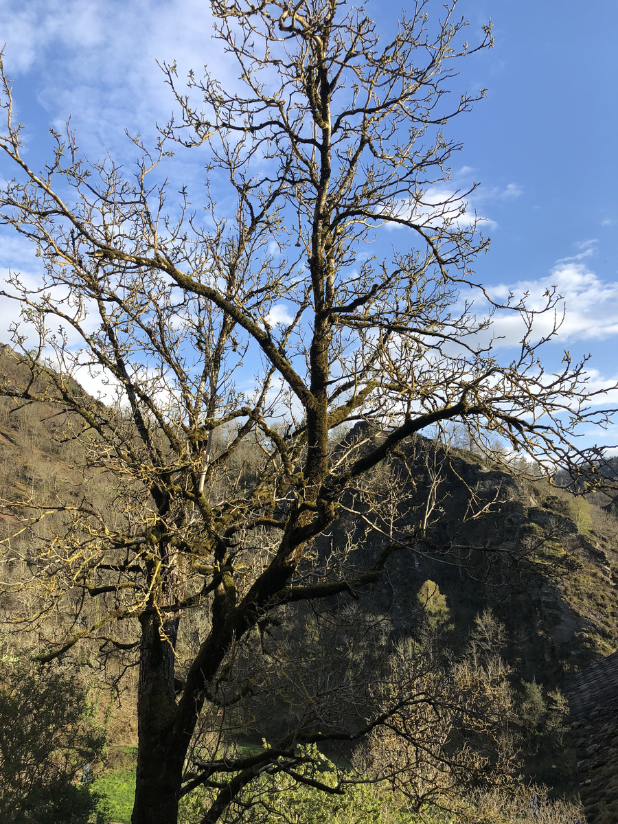 Picture France Conques 2018-04 98 - Accomodation Conques