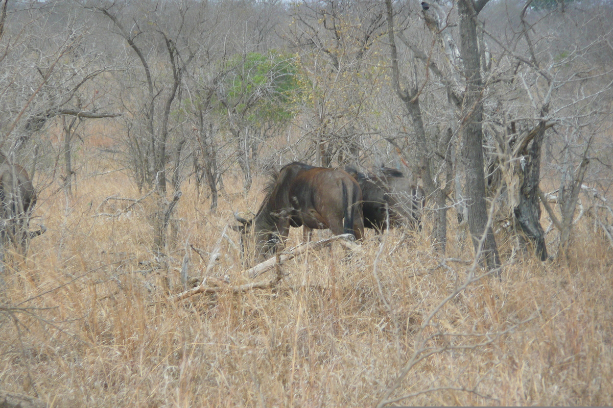 Picture South Africa Kruger National Park 2008-09 89 - Streets Kruger National Park