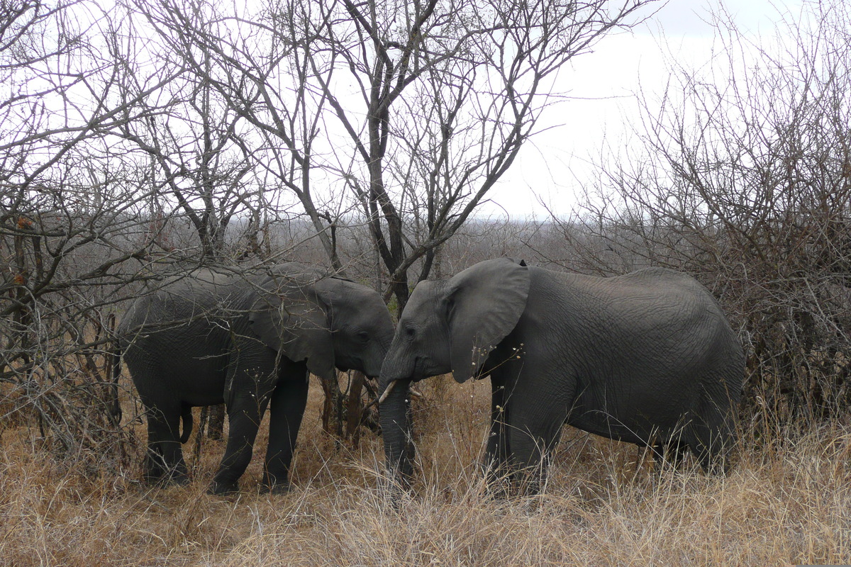 Picture South Africa Kruger National Park 2008-09 119 - Weather Kruger National Park