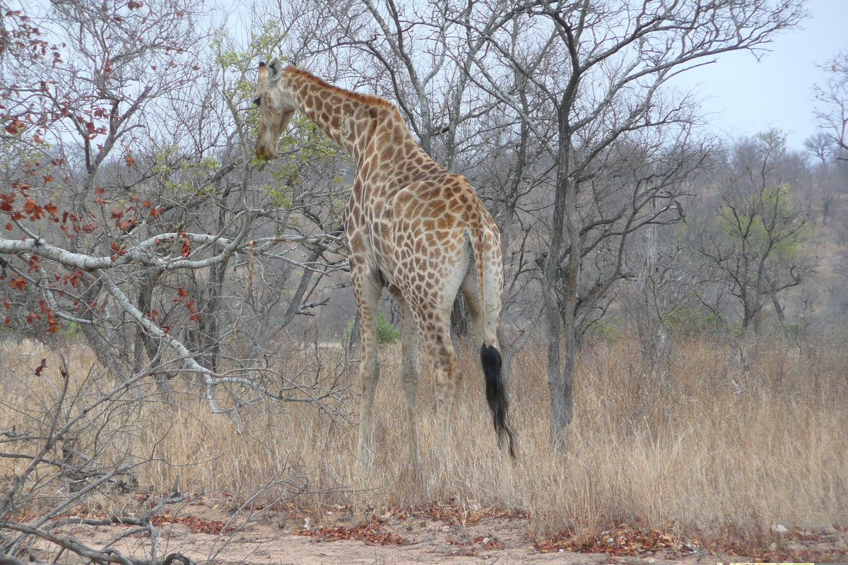 Picture South Africa Kruger National Park 2008-09 33 - City Kruger National Park