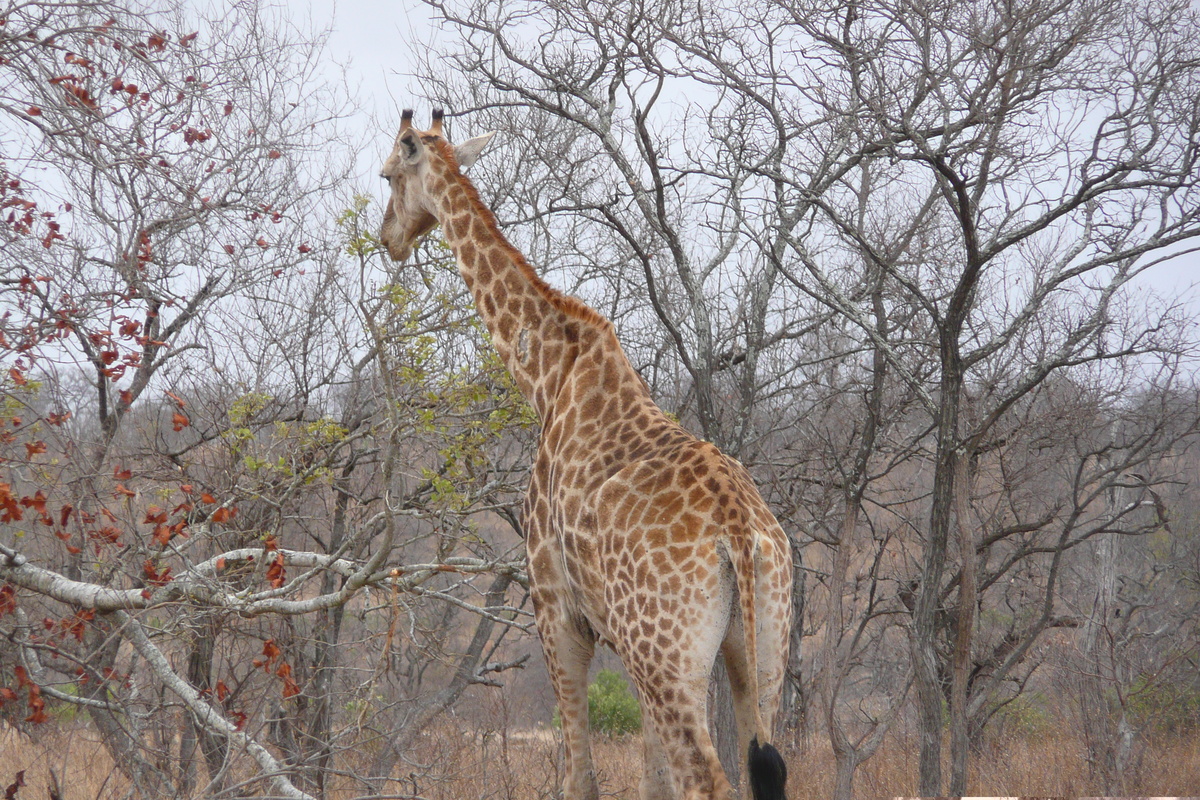 Picture South Africa Kruger National Park 2008-09 148 - City Sights Kruger National Park