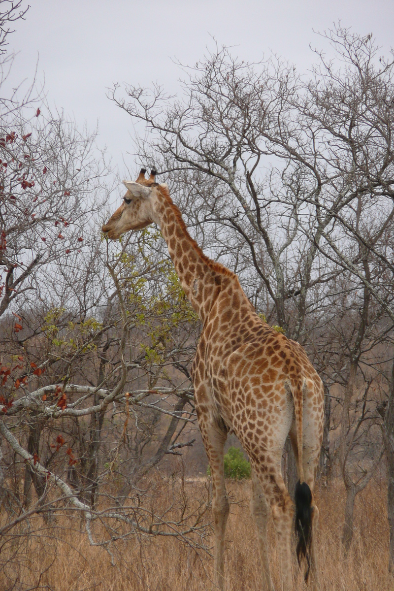 Picture South Africa Kruger National Park 2008-09 149 - Lake Kruger National Park