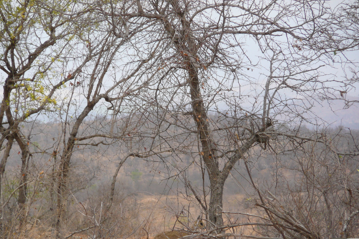 Picture South Africa Kruger National Park 2008-09 35 - Rain Season Kruger National Park