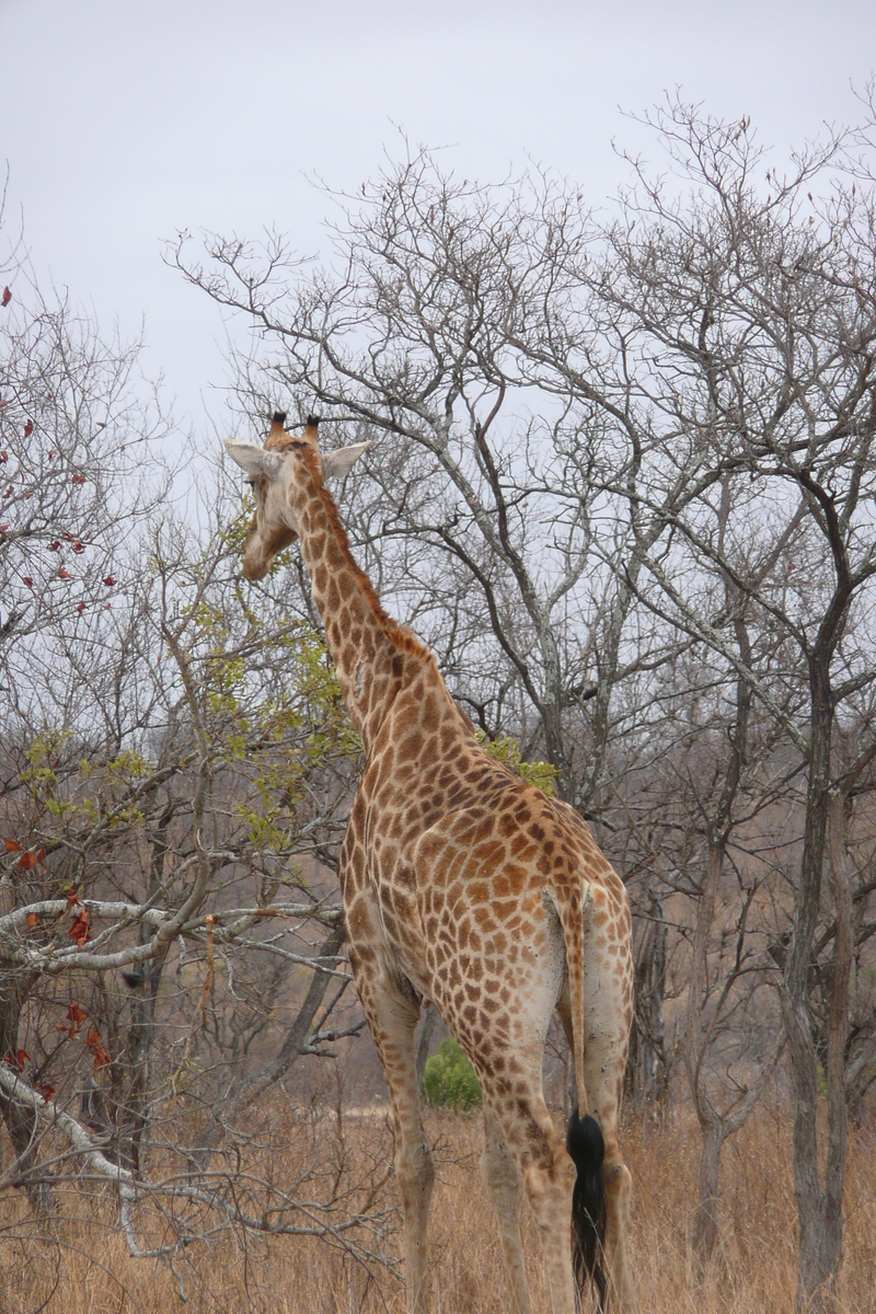 Picture South Africa Kruger National Park 2008-09 130 - Monument Kruger National Park