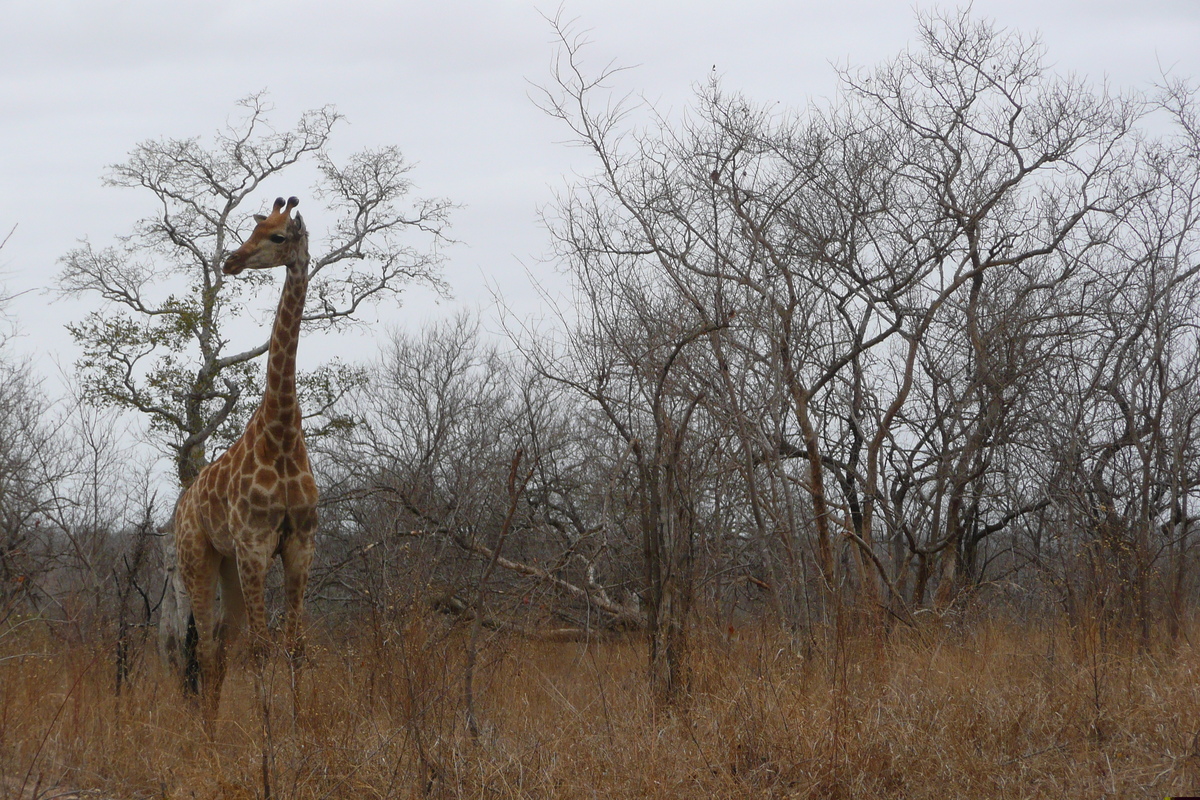 Picture South Africa Kruger National Park 2008-09 129 - Lakes Kruger National Park