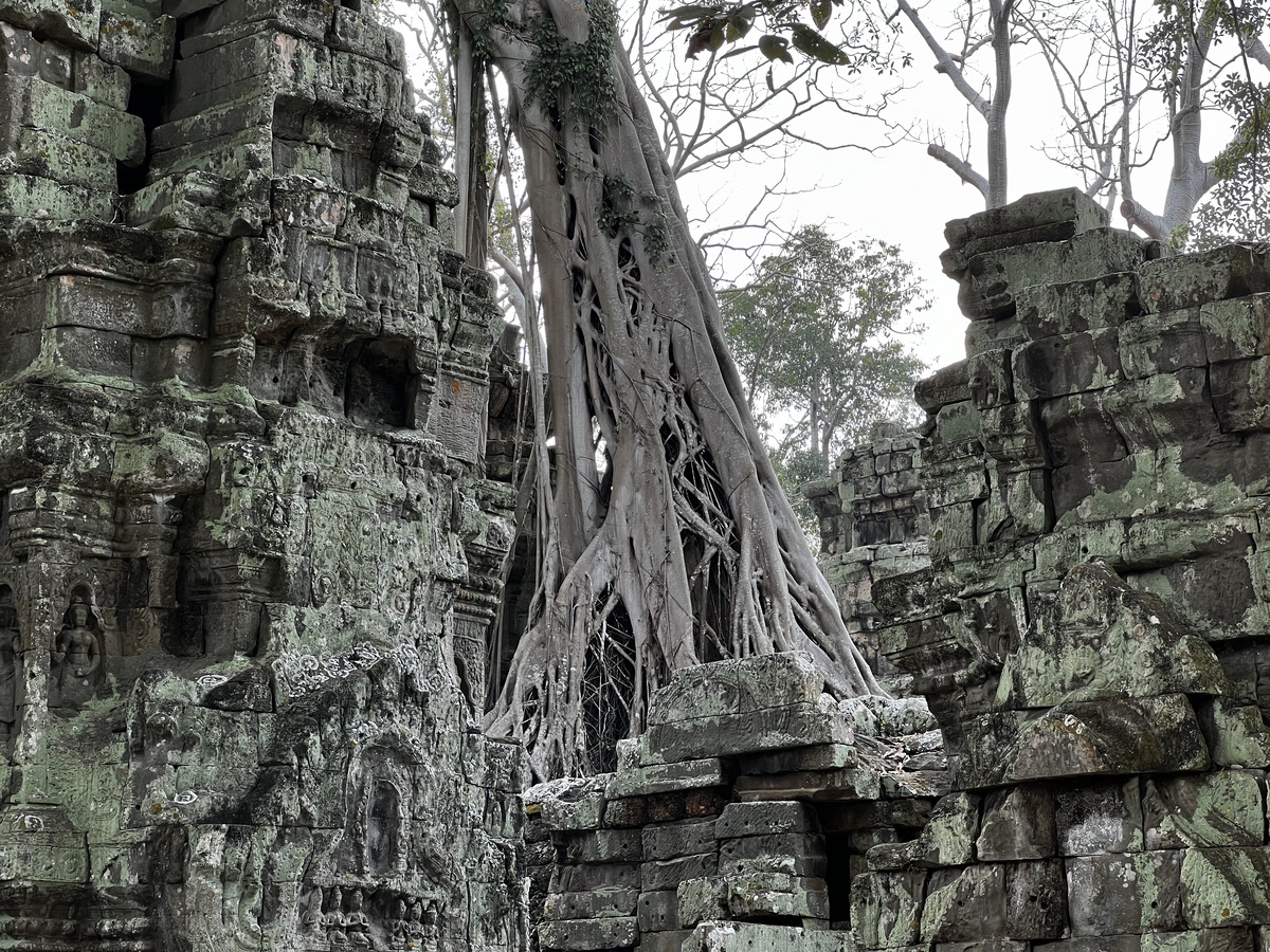 Picture Cambodia Siem Reap Ta Prohm 2023-01 130 - Land Ta Prohm