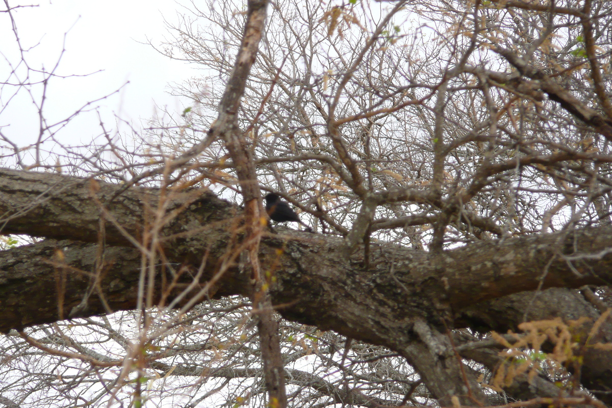 Picture South Africa Kruger National Park 2008-09 39 - Savings Kruger National Park