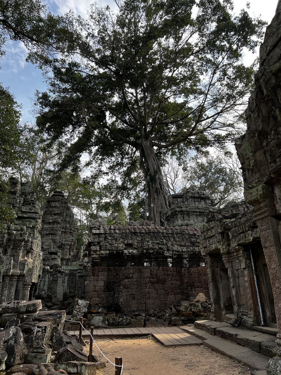 Picture Cambodia Siem Reap Ta Prohm 2023-01 23 - Restaurant Ta Prohm