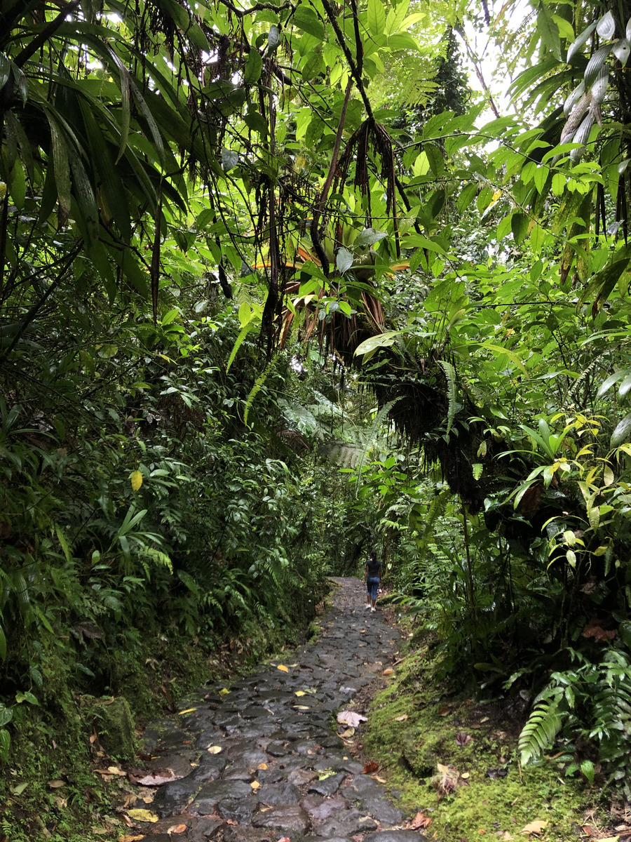 Picture Guadeloupe Carbet Falls 2021-02 36 - Spring Carbet Falls